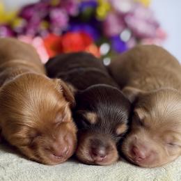 Dachshunds and Labrador Retrievers from Pure Joy Labradors and Mini Dachshunds