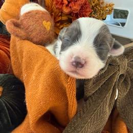 Ash - Blue male Pembroke Welsh Corgi puppy in Paxton, Illinois from McGovern Family Corgis