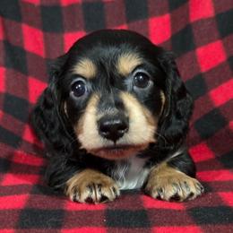 Bud 2k plus fee CKC - Black and tan male Dachshund puppy in Cowen, West Virginia from Bennett Babies