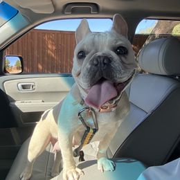 Daisy - French Bulldog