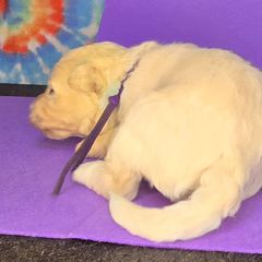 Purple boy - White male Pumi puppy in Corvallis, Oregon from Szimfónia Pumi Kennel