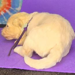 Purple boy - White male Pumi puppy in Corvallis, Oregon from Szimfónia Pumi Kennel