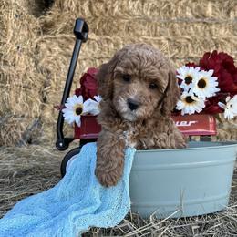 Jewel - Red  female Goldendoodle puppy in Pendleton, Oregon from Blushing Doodles