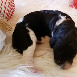 Poodles from Lone Star Standard Poodles LLC