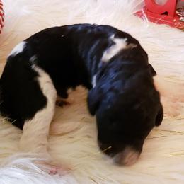 Poodles from Lone Star Standard Poodles LLC
