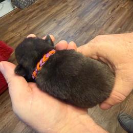 Purple and Orange - Silver female Pug puppy in Salem, Oregon from Loda's Pugs