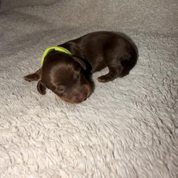 Dachshund Puppies from KhloeKPuppies