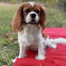 Poppy - Cavalier King Charles Spaniel