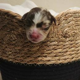 Miniature American Shepherd and Toy Australian Shepherd Puppies from Riverstone Aussies