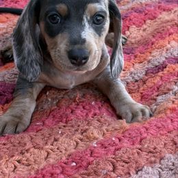 Two Face - Dapple male Dachshund puppy in Ontario, California from TLC Dachshund