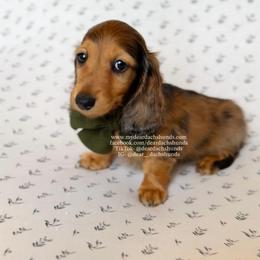 Rowan - Red male Dachshund puppy in Cape Coral, Florida from Dear Dachshunds