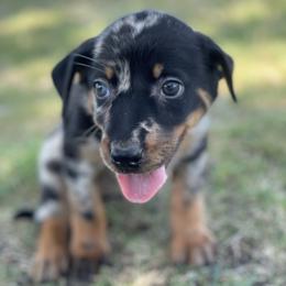 Beauceron and Doberman Pinscher Puppies from Elitehaus