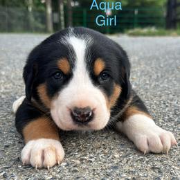 Aqua Girl - Black, white and red female Greater Swiss Mountain Dog puppy in Knoxville, Maryland from Dahlgren Swissys