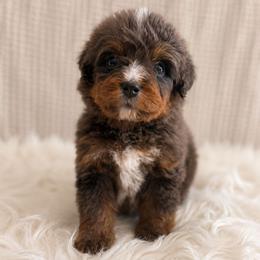 Edmund - Tri-color male Bernedoodle puppy in Travelers Rest, South Carolina from Bernedoodle.do