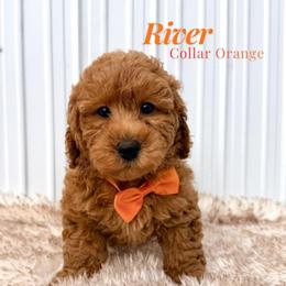 River (Orange) - Red  female Goldendoodle puppy in Miami, Florida from Katy's Toy Poodles & Doodles