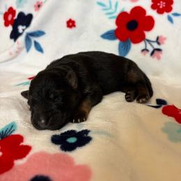 Sarsaparilla - Black and red female German Shepherd puppy in Coplay, Pennsylvania from By My Side Germans Shepherds & Dobermans