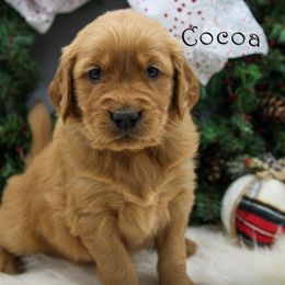 Cocoa - Golden male Golden Retriever puppy in Scio, Oregon from Webb's Wold Kennels