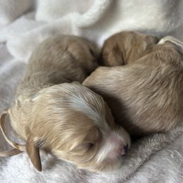 Light Pink Collar - Red female Cavapoo puppy in Powder Springs, Georgia from West Cobb Dogs