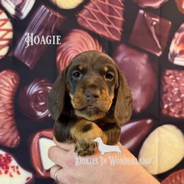 Chocolate Rolo - Chocolate and tan male Dachshund puppy in Rainier, Oregon from Doxies in Wonderland