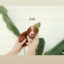 Ash - Red  male Goldendoodle puppy in Rio Linda, California from GoldendoodlePaw
