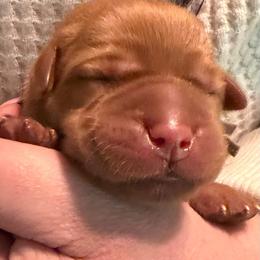 Redwood - Yellow male Labrador Retriever puppy in North Chesterfield, Virginia from Lake Crystal Farms Labradors