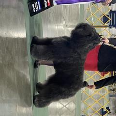 Hunter - Bouvier des Flandres