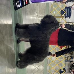 Hunter - Bouvier des Flandres