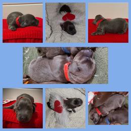 Flash (Red collar) - Gray (blue) and cream male Dachshund puppy in Mobile, Alabama from Ruff Patch Doxie Den