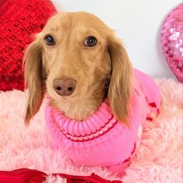 Poppy - Dachshund
