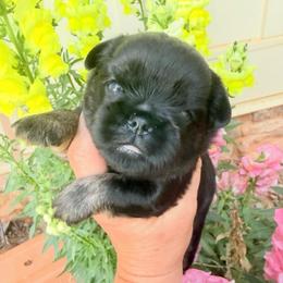 Daisy - Black and tan female Brussels Griffon puppy in Brooks, Georgia from Brooks Berner Bears & Brussels Griffons