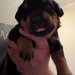 Yellow girl - Black and mahogany female Rottweiler puppy in Colorado Springs, Colorado from Von Locher Rotties