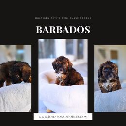 Barbados - Sable female Aussiedoodle puppy in North Royalton, Ohio from Johnson's Doodles