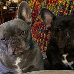 French Bulldogs from Misty's Frenchies
