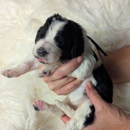 Purple Collar - Black and white female Assorted Doodle Crosses puppy in Elma, New York from Newfiedoodles of WNY