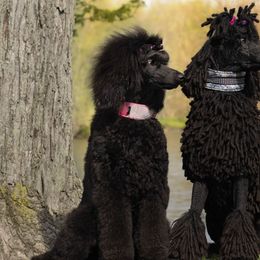 Lowchen and Poodles from Lionkru Lowchen and Standard Poodles