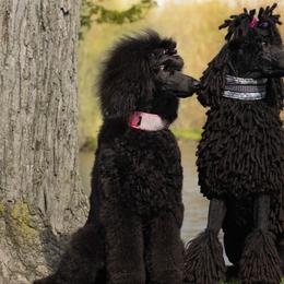 Lowchen and Poodles from Lionkru Lowchen and Standard Poodles