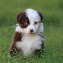 Australian Shepherd Puppies from KangaRoos Little Aussies
