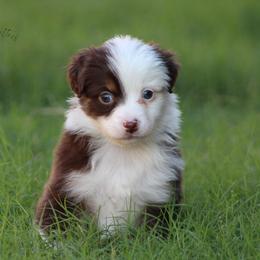 Australian Shepherd Puppies from KangaRoos Little Aussies