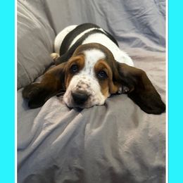 Girl 3 - Basset Hound puppy from Pawmetto Hounds