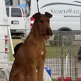Irish Terriers from Thornton's Terriers