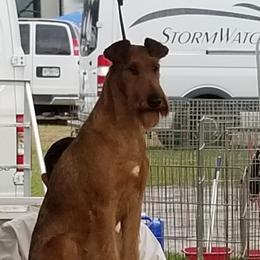 Irish Terriers from Thornton's Terriers