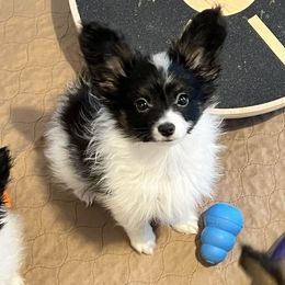 Bacon - White black and tan male Papillon puppy in Portland, Oregon from Deragon Papillons