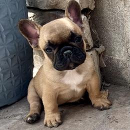 French Bulldog Puppies from Yellowstone Frenchies