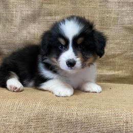 Australian Shepherds and Pembroke Welsh Corgis from Mallory Pembroke Welsh Corgis And Australian Shepherds