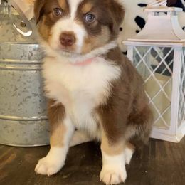 Australian Shepherd and Miniature Australian Shepherd Puppies from Aussie Trail Farms