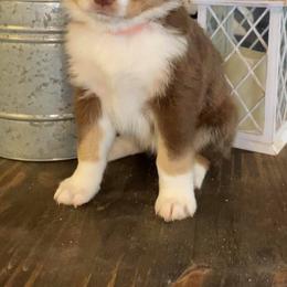 Australian Shepherd and Miniature Australian Shepherd Puppies from Aussie Trail Farms