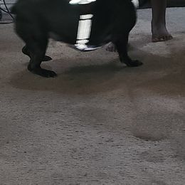 French Bulldogs and Yorkshire Terriers from Tight Pocket House Frenchies & Yorkies