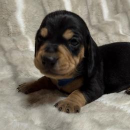 Rocky - Black and tan male Dachshund puppy in Cypress, Texas from Sweet Little Churros