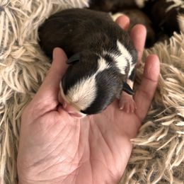 Bootsie's black brindle boy 2 - Black brindle and white male Boston Terrier puppy in Yakima, Washington from Barnett’s AKC Boston Terriers