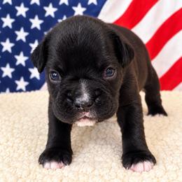 Tahoe - Brindle male Boxer puppy in Murrieta, California from Boxerpupziesrock